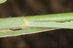 Big bluestem